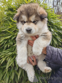 Photo №2 to announcement № 88443 for the sale of alaskan malamute - buy in Slovenia private announcement