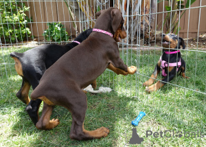 Photo №2 to announcement № 136514 for the sale of dobermann - buy in Australia private announcement
