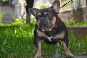 Photo №4. I will sell french bulldog in the city of Odessa. breeder - price - 550$