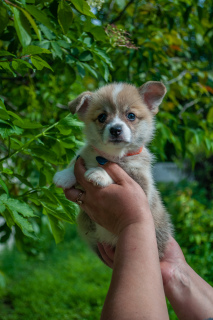 Photo №1. welsh corgi - for sale in the city of Donetsk | 869$ | Announcement № 6911