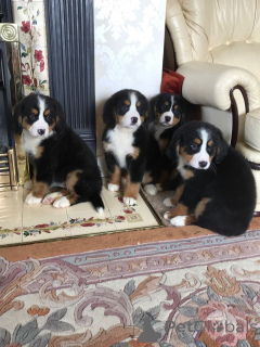 Photo №4. I will sell bernese mountain dog in the city of Bollnäs. private announcement, breeder - price - 1032$