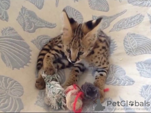 Photo №2 to announcement № 65462 for the sale of savannah cat - buy in Sweden private announcement