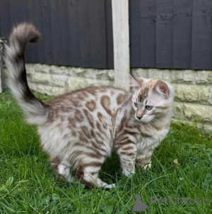 Photo №2 to announcement № 152659 for the sale of bengal cat - buy in Switzerland 