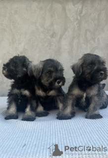 Photo №1. schnauzer - for sale in the city of Belgrade | negotiated | Announcement № 117743