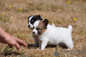 Photo №1. papillon dog - for sale in the city of Hamburg | negotiated | Announcement № 175165