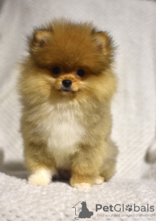 Photo №2 to announcement № 103392 for the sale of pomeranian - buy in Serbia breeder