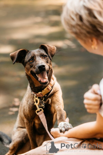 Photo №1. non-pedigree dogs - for sale in the city of Moscow river | Is free | Announcement № 150156