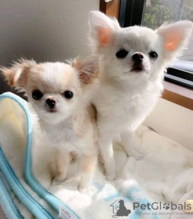 Photo №2 to announcement № 124471 for the sale of chihuahua - buy in United States breeder