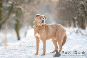 Photo №1. non-pedigree dogs - for sale in the city of Москва | Is free | Announcement № 29925
