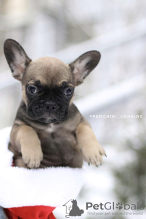 Additional photos: Amazing rare color French Bulldog Merle puppy male and female