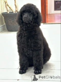 Photo №4. I will sell poodle (royal) in the city of Belgrade. breeder - price - negotiated