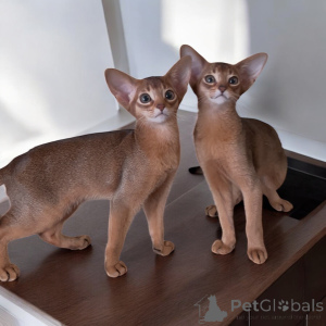 Photo №1. abyssinian cat - for sale in the city of Minsk | negotiated | Announcement № 144419