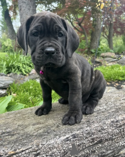 Photo №1. cane corso - for sale in the city of ALAVUS | 671$ | Announcement № 169097