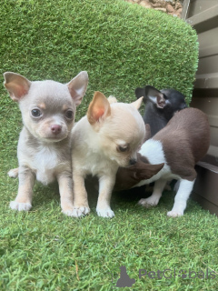 Photo №3. Loyal Lap Dog Adorable Chihuahua Puppy. Germany