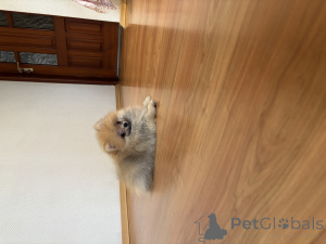 Photo №2 to announcement № 144154 for the sale of pomeranian - buy in Russian Federation private announcement, from nursery, breeder