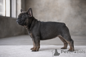Photo №3. Exclusive! French bulldog puppies.. Austria