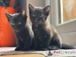 Photo №2 to announcement № 165931 for the sale of bombay cat - buy in France private announcement, breeder