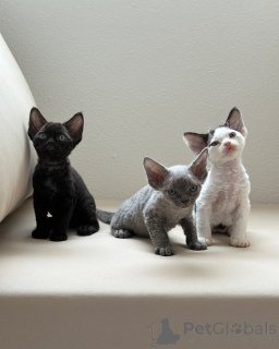 Photo №1. devon rex - for sale in the city of Alsdorf | negotiated | Announcement № 158813