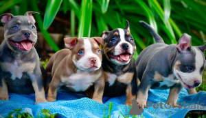 Photo №1. american bully - for sale in the city of Dettenheim | negotiated | Announcement № 52290
