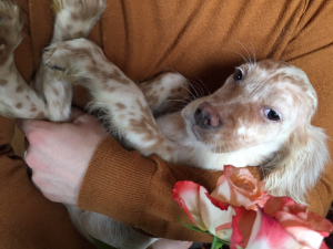 Photo №4. I will sell english setter in the city of St. Petersburg. from nursery - price - 584$