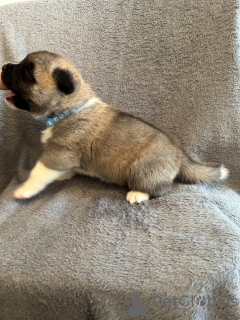 Photo №3. American Akita. Spain