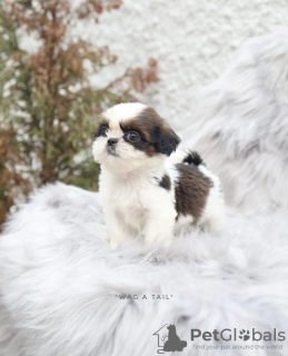 Photo №2 to announcement № 99566 for the sale of shih tzu - buy in Germany private announcement, from nursery, from the shelter