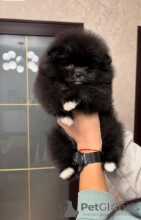 Photo №1. pomeranian - for sale in the city of Bobruisk | 500$ | Announcement № 25735