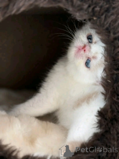 Photo №2 to announcement № 163091 for the sale of persian cat - buy in Germany private announcement, from the shelter