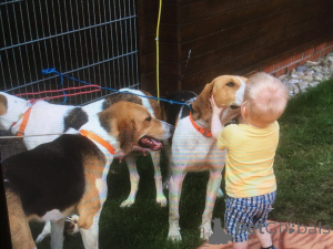 Additional photos: Russian Hound puppies. We're a month and a half old.