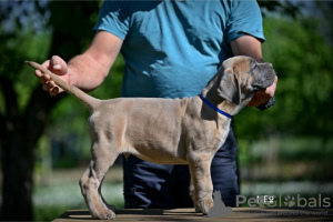 Additional photos: Cane Corso puppies