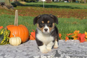 Photo №4. I will sell welsh corgi in the city of Union City.  - price - 500$