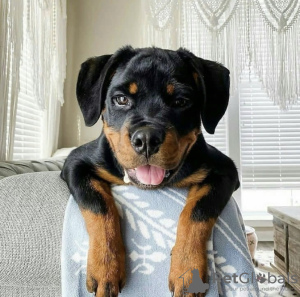 Photo №1. rottweiler - for sale in the city of Wrocław | Is free | Announcement № 46542