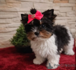 Photo №2 to announcement № 166494 for the sale of non-pedigree dogs - buy in Germany private announcement