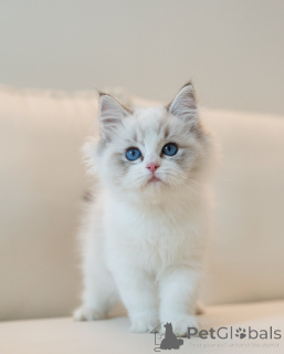 Photo №1. ragdoll - for sale in the city of Bremen | negotiated | Announcement № 145532