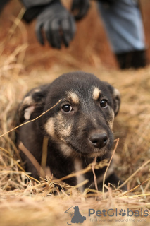 Additional photos: The kindest Kuzya was left an orphan after the death of his owner! Looking for a