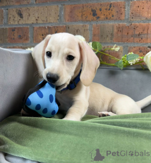 Photo №3. Beautiful Dachshund Puppies Ready to Steal Your Heart!. Germany