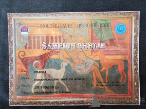 Photo №3. Lagotto Romagnolo Puppies Available. Serbia