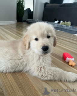 Photo №2 to announcement № 142828 for the sale of golden retriever - buy in Germany breeder