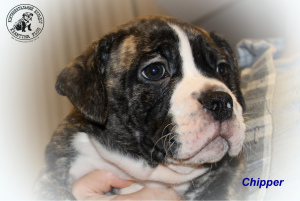 Photo №3. Continental Bulldog, puppies. Ukraine