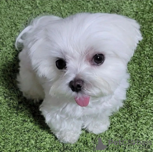 Photo №1. maltese dog - for sale in the city of Montreal | 500$ | Announcement № 103620