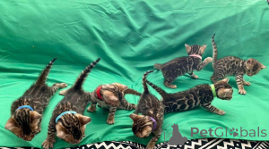 Photo №1. bengal cat - for sale in the city of Malmo | 706$ | Announcement № 153259