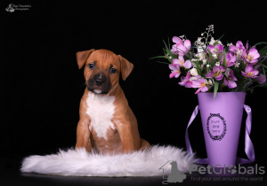 Photo №1. american staffordshire terrier - for sale in the city of Odessa | 1219$ | Announcement № 10662