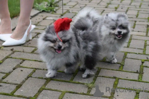 Photo №1. pomeranian - for sale in the city of Brenna | negotiated | Announcement № 167504