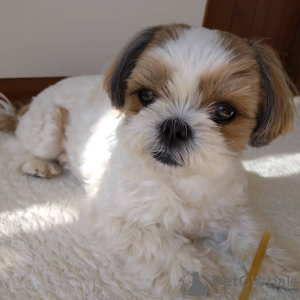 Photo №1. shih tzu - for sale in the city of Керала | Is free | Announcement № 74725