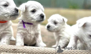 Photo №1. west highland white terrier - for sale in the city of Milan | Is free | Announcement № 110967