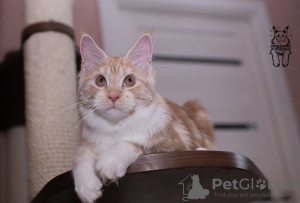 Photo №1. maine coon - for sale in the city of Москва | Is free | Announcement № 7568