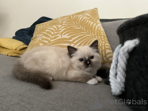 Photo №2 to announcement № 172456 for the sale of ragdoll - buy in Belgium 