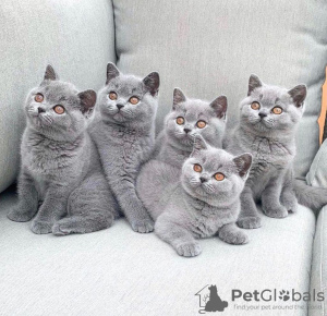 Photo №2 to announcement № 13996 for the sale of british shorthair - buy in France private announcement