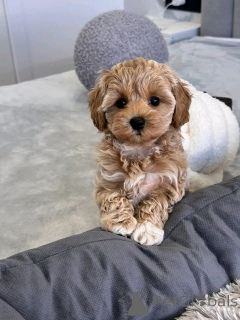 Photo №2 to announcement № 143523 for the sale of  - buy in United States breeder