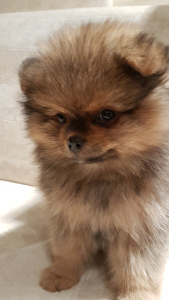 Photo №1. german spitz - for sale in the city of Minsk | 398$ | Announcement № 3560